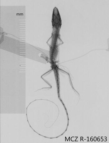 Media type: image;   Herpetology R-160653 Aspect: dorsoventral x-ray